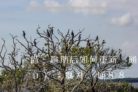 借唄逾期后如何重新開通、恢復(fù)額度并開通88會(huì)員？